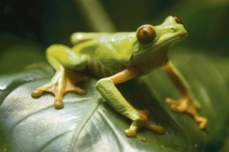 Inquilinos de dos mundos