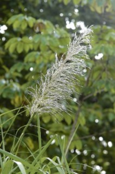 Las especies invasoras del Canal