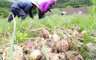 Por qué un cargamento de cebolla importada provocó un tranque y reabrió disputa comercial