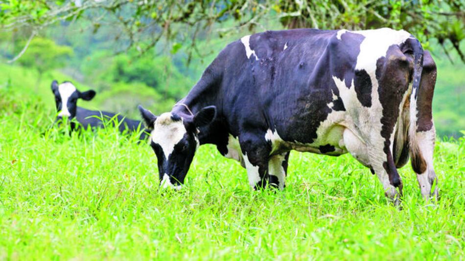 Ganaderos buscan subir producción de leche
