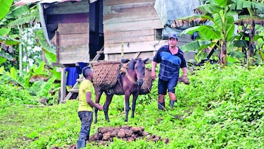 Vida que emerge del río