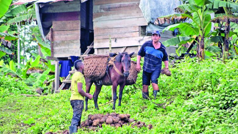 Vida que emerge del río