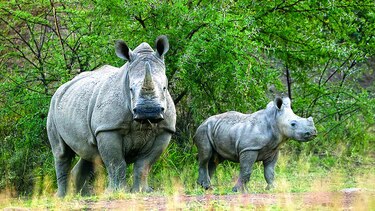 Aminora la caza en Sudáfrica