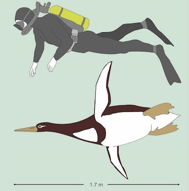 Pingüino prehistórico tenía el tamaño de un ser humano