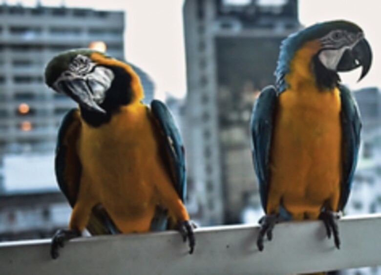 El espectáculo cromático de las guacamayas