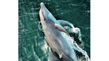 DELFINES TENDRÁN SANTUARIO EN COSTA DE ESTADOS UNIDOS