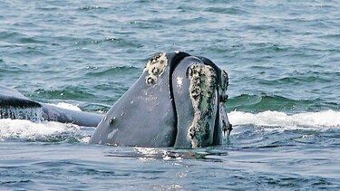 ‘App’ que protege a las ballenas de choques