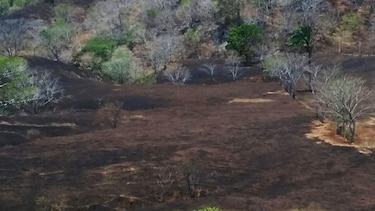 Cerca de 600 hectáreas son arrasadas por la quema descontrolada en Azuero