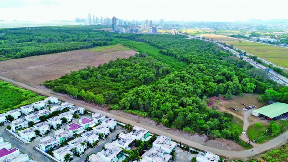 Alerta por daños a manglares