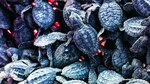 Tortugas lora