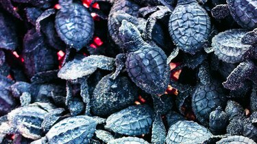 Tortugas lora