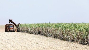 Brasil consultará a OMC los subsidios de India al azúcar