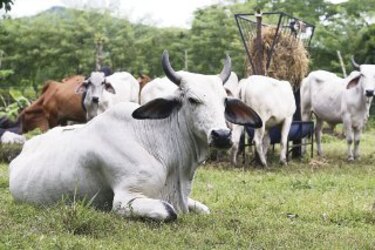 Ensilaje de maíz y sorgo para el ganado