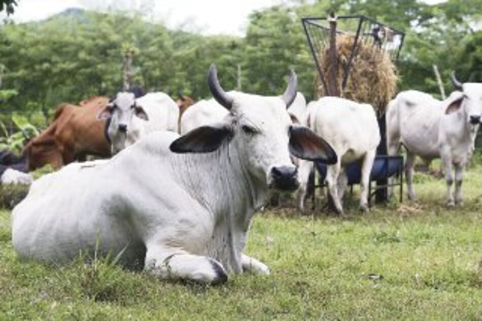 Ensilaje de maíz y sorgo para el ganado