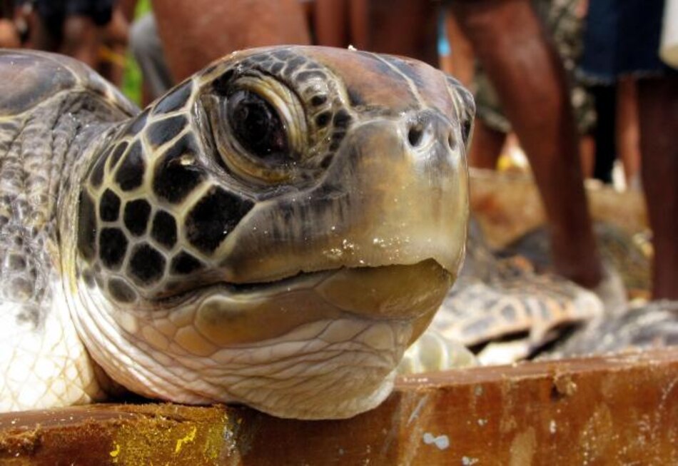 Nicaragua lanza campaña para disminuir consumo de tortuga