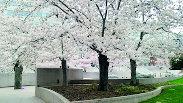 Sakura: efímera belleza en Washington DC