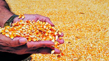 Producción de maíz cae 27%