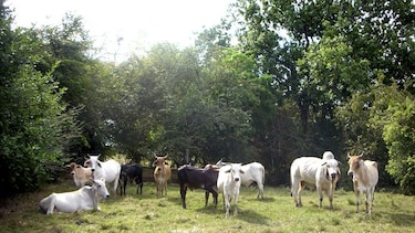 Genética y biotecnología aplicadas a la ganadería