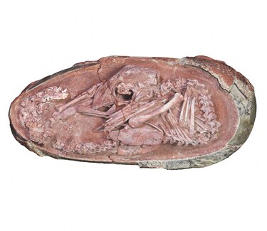 Hallan embrión de dinosaurio perfectamente preservado que se preparaba para nacer