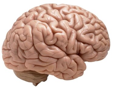 No existen diferencias significativas en los cerebros del hombre y la mujer, según investigación