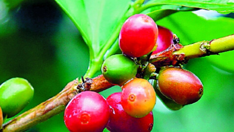 Caen exportaciones de café verde de Brasil