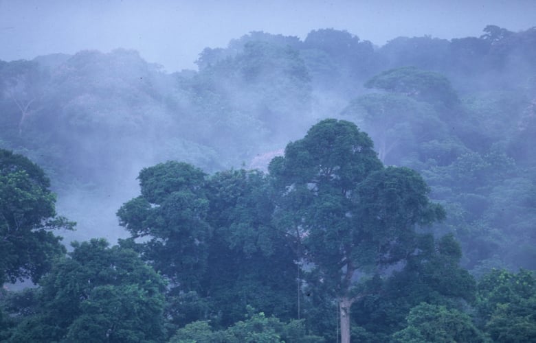 Monte Lloyd y su legado: cómo la visión de un biólogo transformó las selvas de Panamá