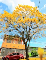 Cuando la ciudad respira amarillo: la magia del guayacán en pleno verano