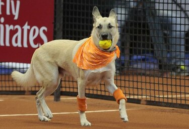 Perros recogepelotas se roban el show durante partido de tenis