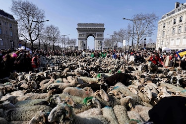 Las ovejas toman los Campos Elíseos de París