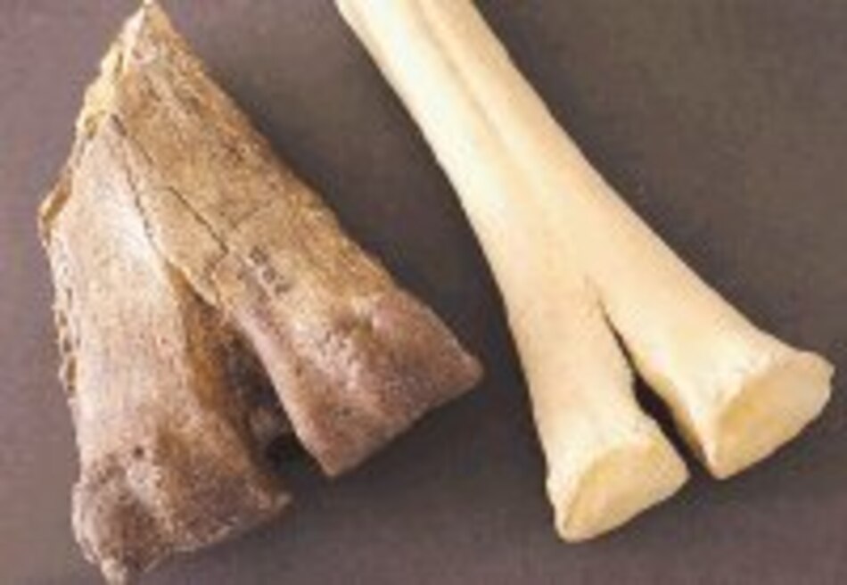 Hallan huesos de camello desconocido