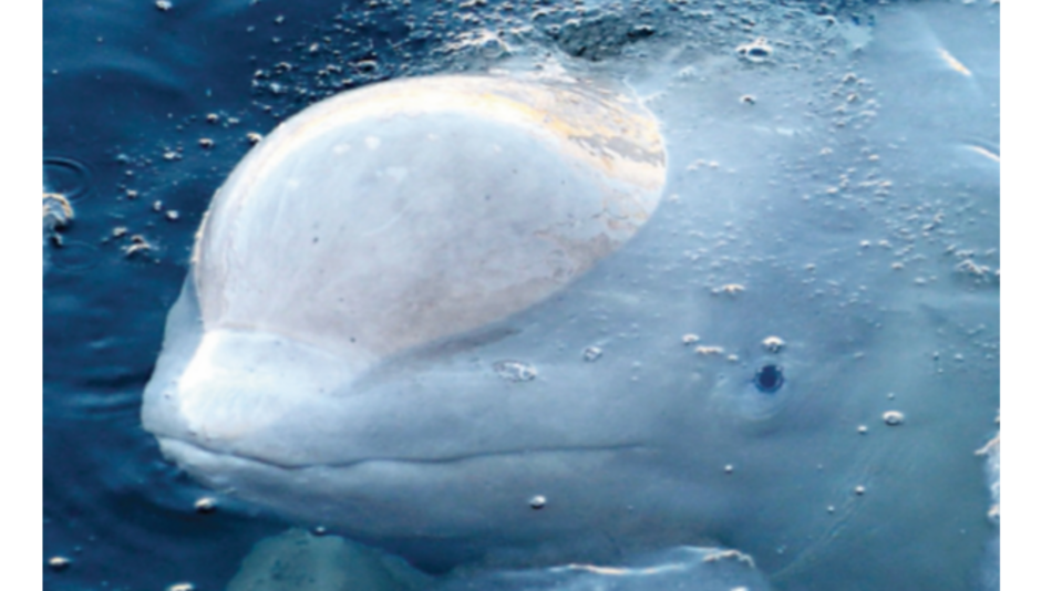 Activistas denuncian ‘cárceles de ballenas’ en Rusia