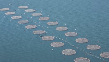 Más de 32 mil salmones se escapan de centro de cultivo en Chile