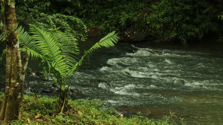 Canal de Panamá y comunidades reforestan la cuenca del río Indio con especies nativas