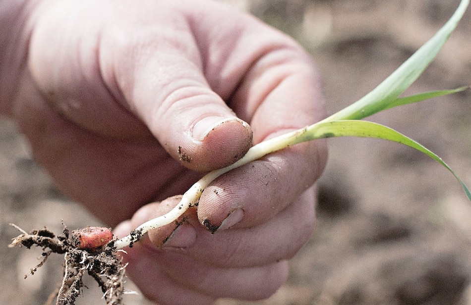 El Salvador crea banco de semillas