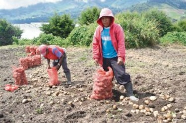Inventario de cebolla y papa en tierras altas