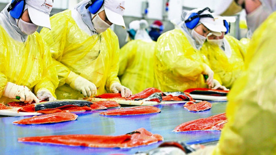 Algas afectan a salmones