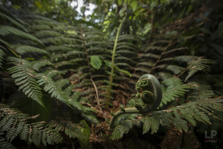 Cerro Chucantí, una joya ecológica entre las provincias de Darién y Panamá