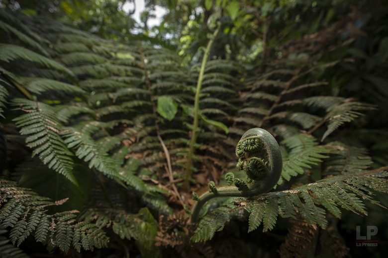 Cerro Chucantí, una joya ecológica entre las provincias de Darién y Panamá