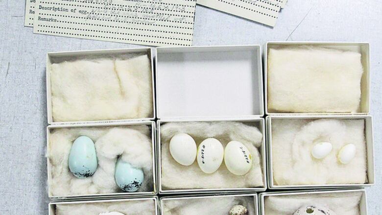 El valor de una colección zoológica