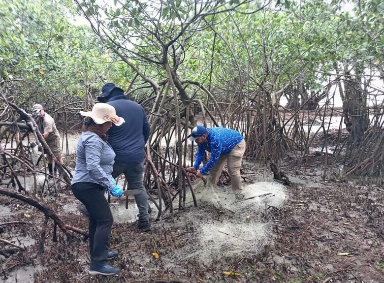 Retiran redes fantasmas de manglares en Coclé