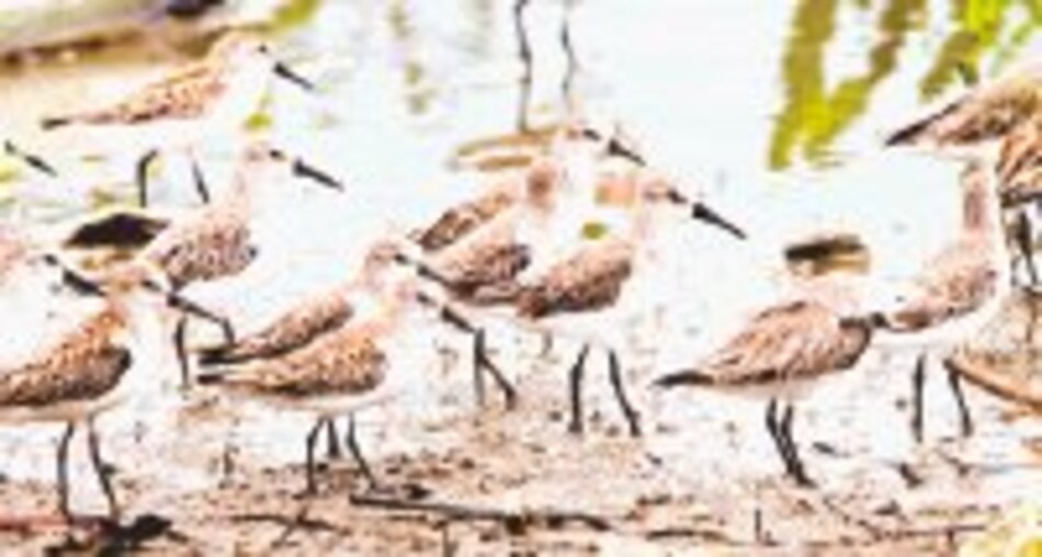 Aves viajeras en la bahía