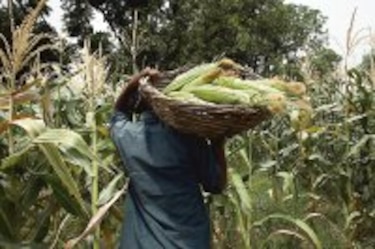 Sequía afecta cultivo de maíz en El Salvador