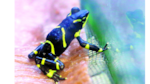 Estimulan supervivencia de anfibios