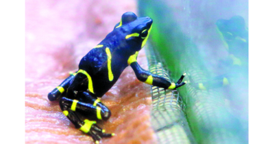 Estimulan supervivencia de anfibios