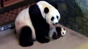 Científicos chinos decodifican lenguaje de osos panda