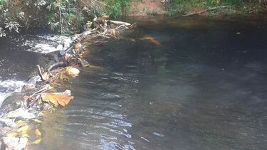 Ordenan paralizar la potabilizadora en Panamá Oeste por posible contaminación