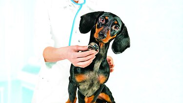 Telemedicina para mascotas