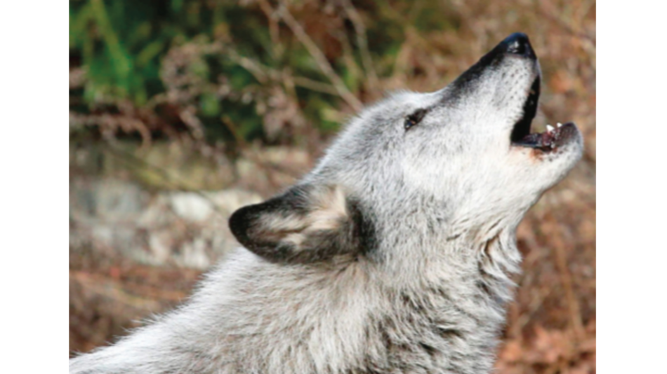 Recuperación del lobo gris de Estados Unidos, en peligro