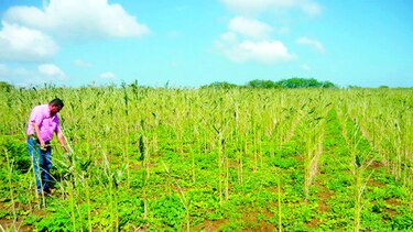 Falta de lluvias sigue causando pérdidas en cultivos de Azuero