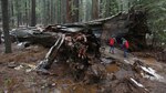 Tormenta derriba icónico 'árbol túnel' de California, Estados Unidos